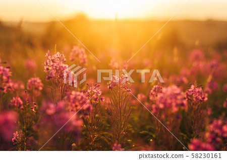 Blooming Sally in sunlight in the evening Blooming Sally in sunlight in the evening 58230161