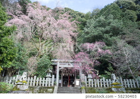 大豐神社,垂枝梅和垂枝櫻花 大豐神社,垂枝梅和垂枝櫻花 58230403