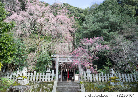 大豐神社,垂枝梅和垂枝櫻花 大豐神社,垂枝梅和垂枝櫻花 58230404