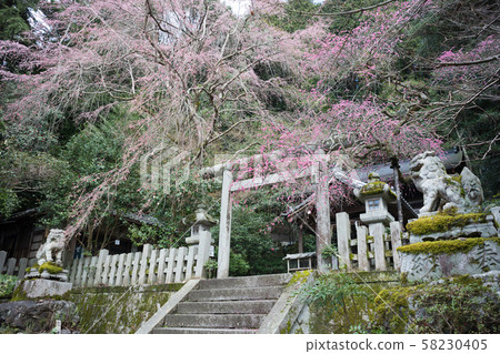 大豐神社,垂枝梅和垂枝櫻花 大豐神社,垂枝梅和垂枝櫻花 58230405