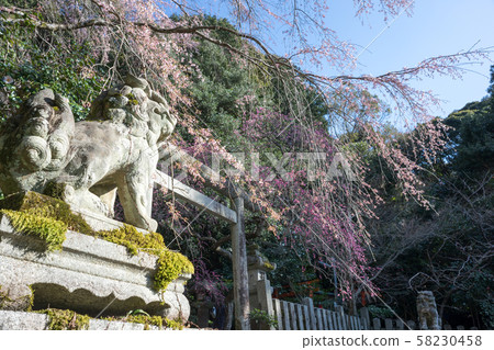 Otoyo Shrine, the largest weeping plum and weeping cherry tree 58230458