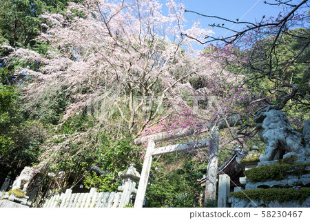 Otoyo Shrine, the largest weeping plum and weeping cherry tree Otoyo Shrine, the largest weeping plum and weeping cherry tree 58230467