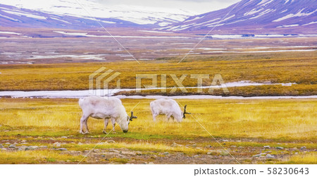 Reindeers eats grass at the plains of Svalbard Reindeers eats grass at the plains of Svalbard 58230643