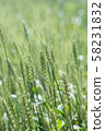 Ear of wheat 58231832