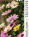Pink flowers 58231956