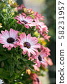 Pink flowers 58231957