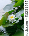 White lily pad 58231967