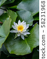 White lily pad 58231968