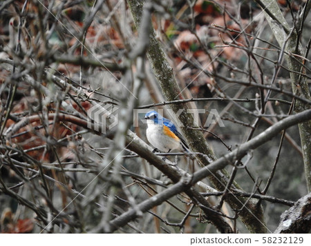 Ruribitaki Red-flanked bluetail 58232129