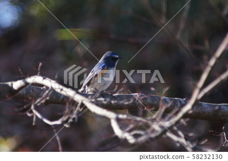 Ruribitaki Red-flanked bluetail Ruribitaki Red-flanked bluetail 58232130