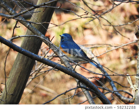 Ruribitaki Red-flanked bluetail Ruribitaki Red-flanked bluetail 58232288