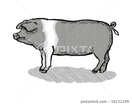 British Saddleback Pig Breed Cartoon Retro Drawing 58232299