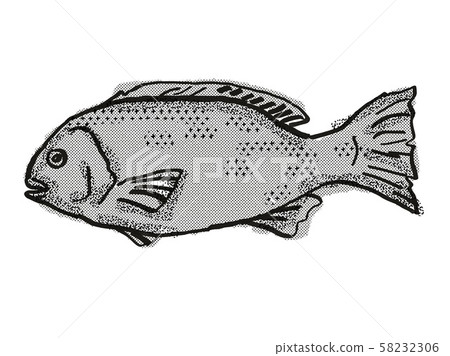 Western Rock Blackfish Australian Fish Cartoon Western Rock Blackfish Australian Fish Cartoon 58232306