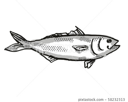 Eastern Australian Salmon Fish Cartoon Retro Eastern Australian Salmon Fish Cartoon Retro 58232313