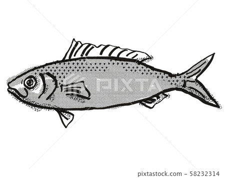 Australian Herring Fish Cartoon Retro Drawing Australian Herring Fish Cartoon Retro Drawing 58232314