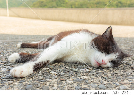 Taiwan enough cats 2 58232741