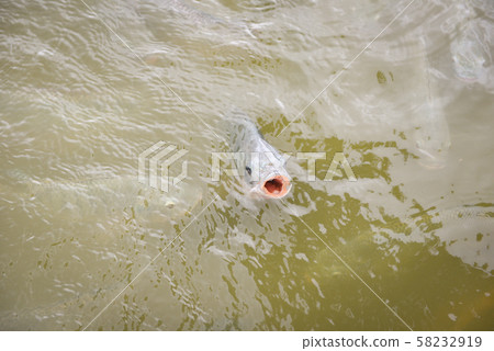 Tilapia farm swimming on surface in the river - Tilapia farm swimming on surface in the river - 58232919