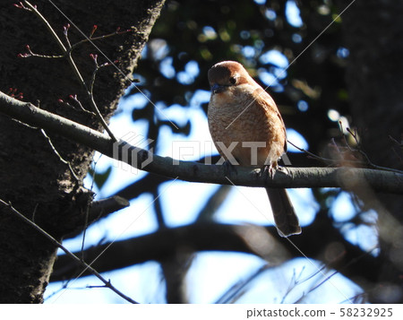 Moz Bull-headed shrike Moz Bull-headed shrike 58232925