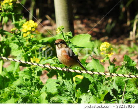 Moz Bull-headed shrike Moz Bull-headed shrike 58232926