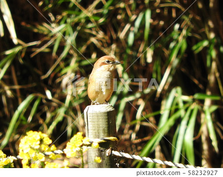 Moz Bull-headed shrike Moz Bull-headed shrike 58232927