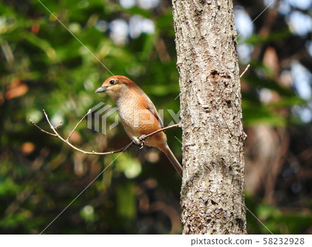 Moz Bull-headed shrike Moz Bull-headed shrike 58232928