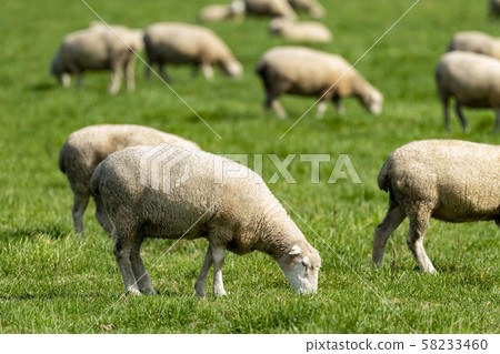 A sheep A sheep 58233460