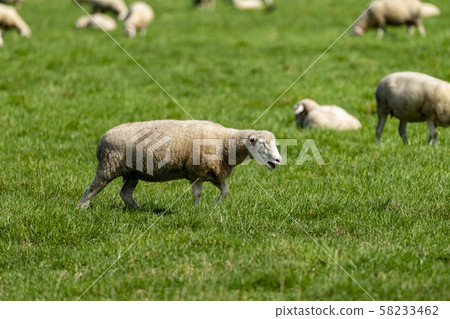 一隻羊 一隻羊 58233462