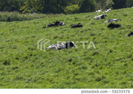 Cattle in grazing Cattle in grazing 58233578