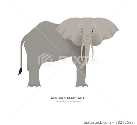 African elephant wild animal isolated background African elephant wild animal isolated background 58233582