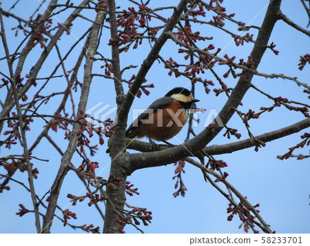 Wild boar Varied tit Wild boar Varied tit 58233701