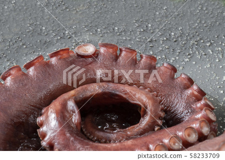 章魚 章魚 58233709