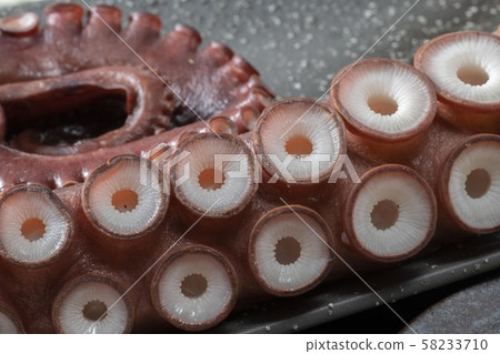 Octopus Octopus 58233710