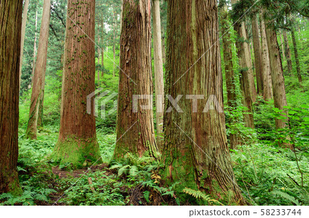 雪松人工林（山形縣） 58233744