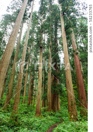 雪松人工林(山形縣) 雪松人工林(山形縣) 58233765