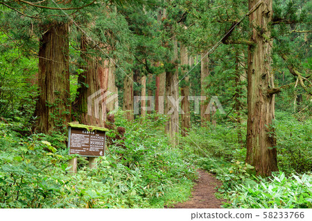 雪松人工林(山形縣) 雪松人工林(山形縣) 58233766
