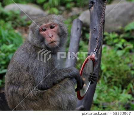 台灣彌猴, 猴子 58233967