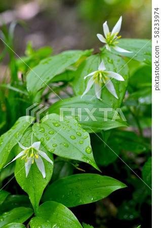 里山的志高百合花 58233974