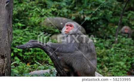 台灣彌猴, 猴子 58233995