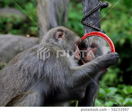台灣彌猴, 猴子 58233997