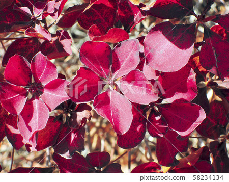 Autumn leaves of Salasa Doudin 58234134