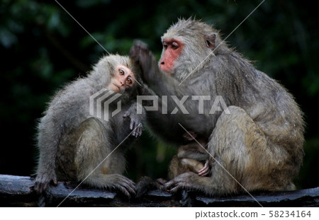 台灣彌猴, 猴子 58234164