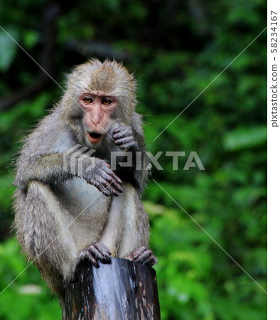 台灣彌猴, 猴子 58234167