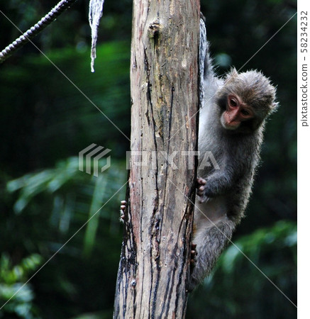 台灣彌猴, 猴子 58234232