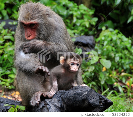 台灣彌猴, 猴子 58234233