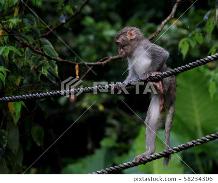 台灣彌猴, 猴子 58234306