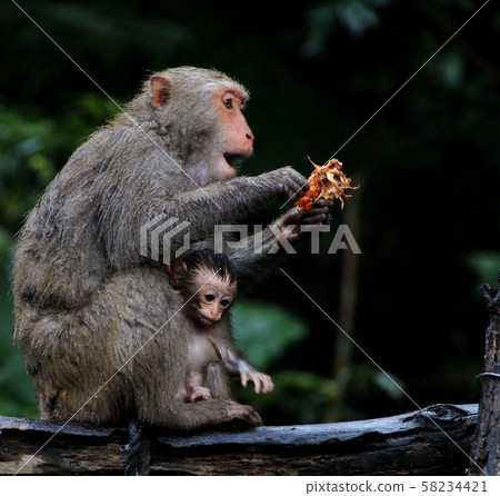 台灣彌猴, 猴子 台灣彌猴, 猴子 58234421