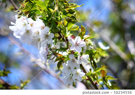 Risukuri Itokukuri花 58234556