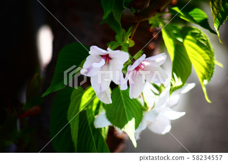 Risukuri Itokukuri Flower 58234557