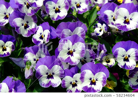 白色和靛藍紫羅蘭花 白色和靛藍紫羅蘭花 58234604