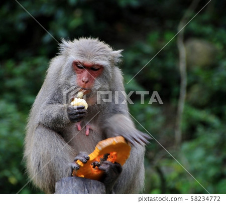 台灣彌猴, 猴子 58234772